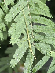 Cladoxerus