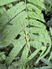 Cladoxerus