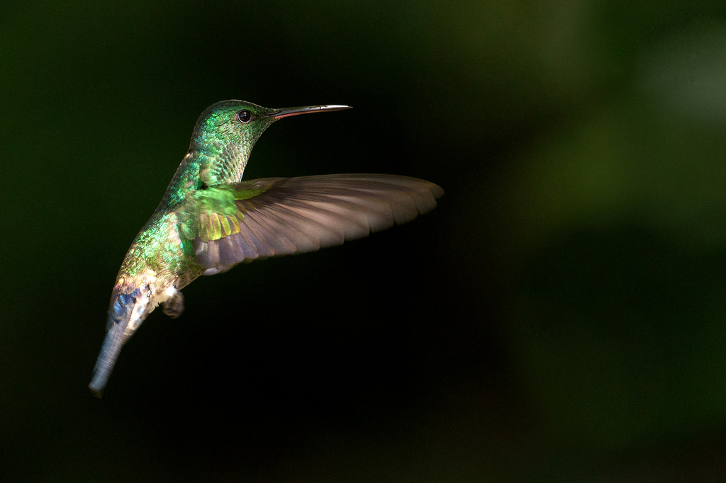 Blue-vented Hummingbird photo