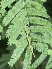 Cladoxerus