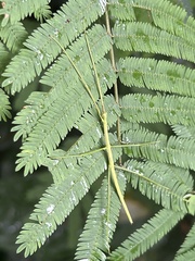 Cladoxerus