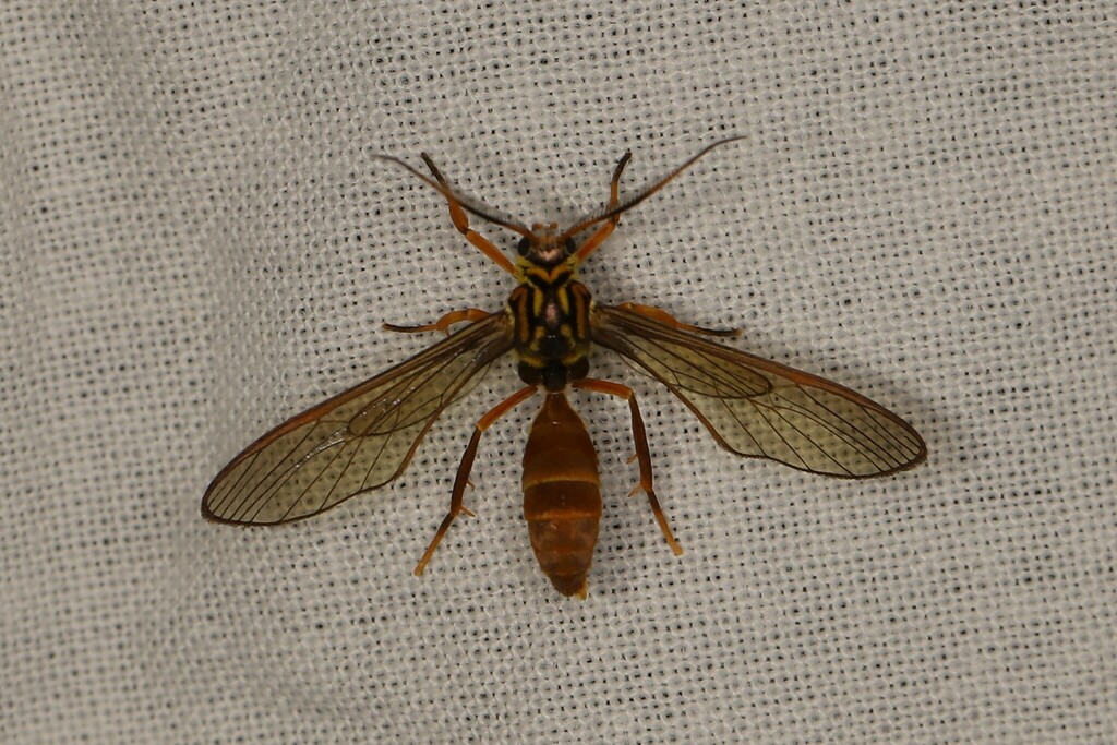 Sphecosoma testacea