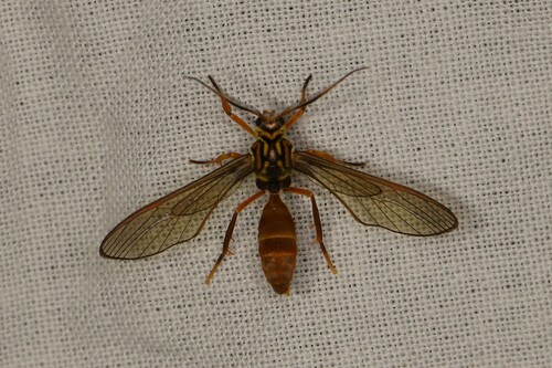 Sphecosoma testacea