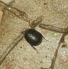 Polyphaga aegyptiaca