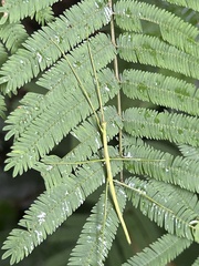Cladoxerus