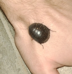 Polyphaga aegyptiaca