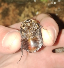 Polyphaga aegyptiaca