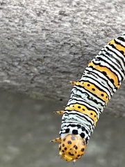 Eudryas unio