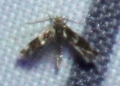 Nepticuloidea