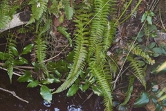 Blechnum hastatum