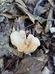 Gerhardtia