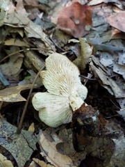 Gerhardtia