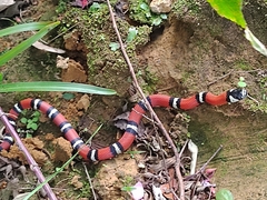Erythrolamprus bizona
