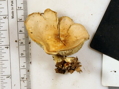Gerhardtia