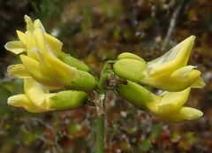 Astragalus umbellatus