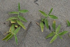 Thuarea involuta