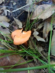 Cantharellus corallinus