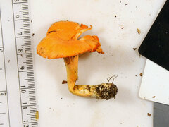 Cantharellus corallinus