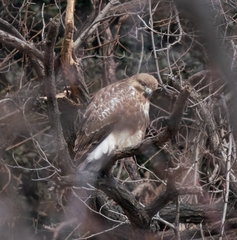 Buteo hemilasius