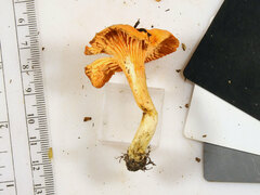 Cantharellus corallinus