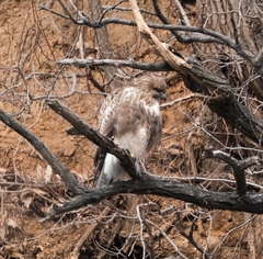 Buteo hemilasius