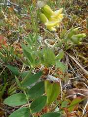Astragalus umbellatus