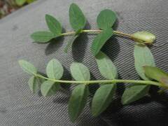 Astragalus umbellatus