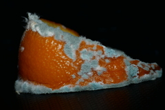 Penicillium digitatum