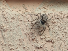 Menemerus bivittatus