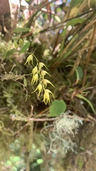 Trichosalpinx dirhamphis