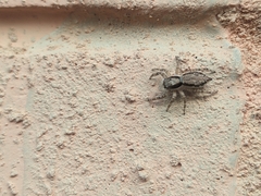 Menemerus bivittatus