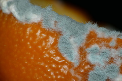 Penicillium digitatum