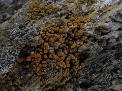 Xanthocarpia feracissima