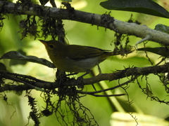 Hemithraupis ruficapilla