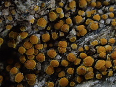 Xanthocarpia feracissima