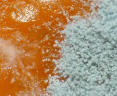 Penicillium digitatum