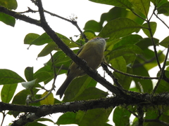 Hylophilus poicilotis