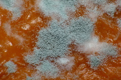 Penicillium digitatum