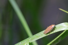 Balta bicolor