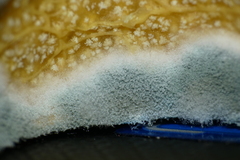 Penicillium digitatum