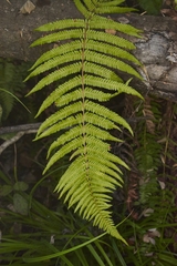 Amauropelta argentina