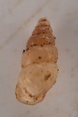Carychium
