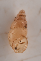 Carychium