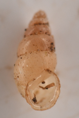 Carychium