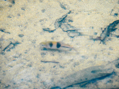 Striuntius lateristriga