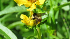 Bombus opifex