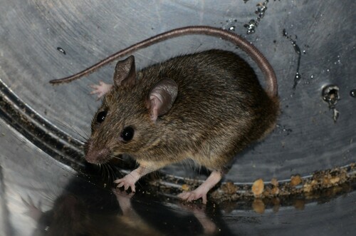 Coucha Rat