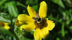Bombus opifex