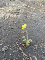 Tuberaria guttata image