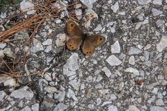 Lasiommata petropolitana